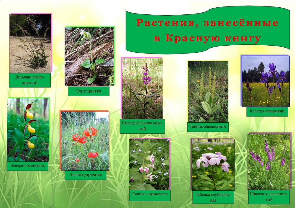 24 растения.jpg